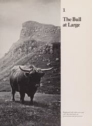 Cover of The bull